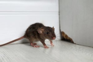 A grey rat